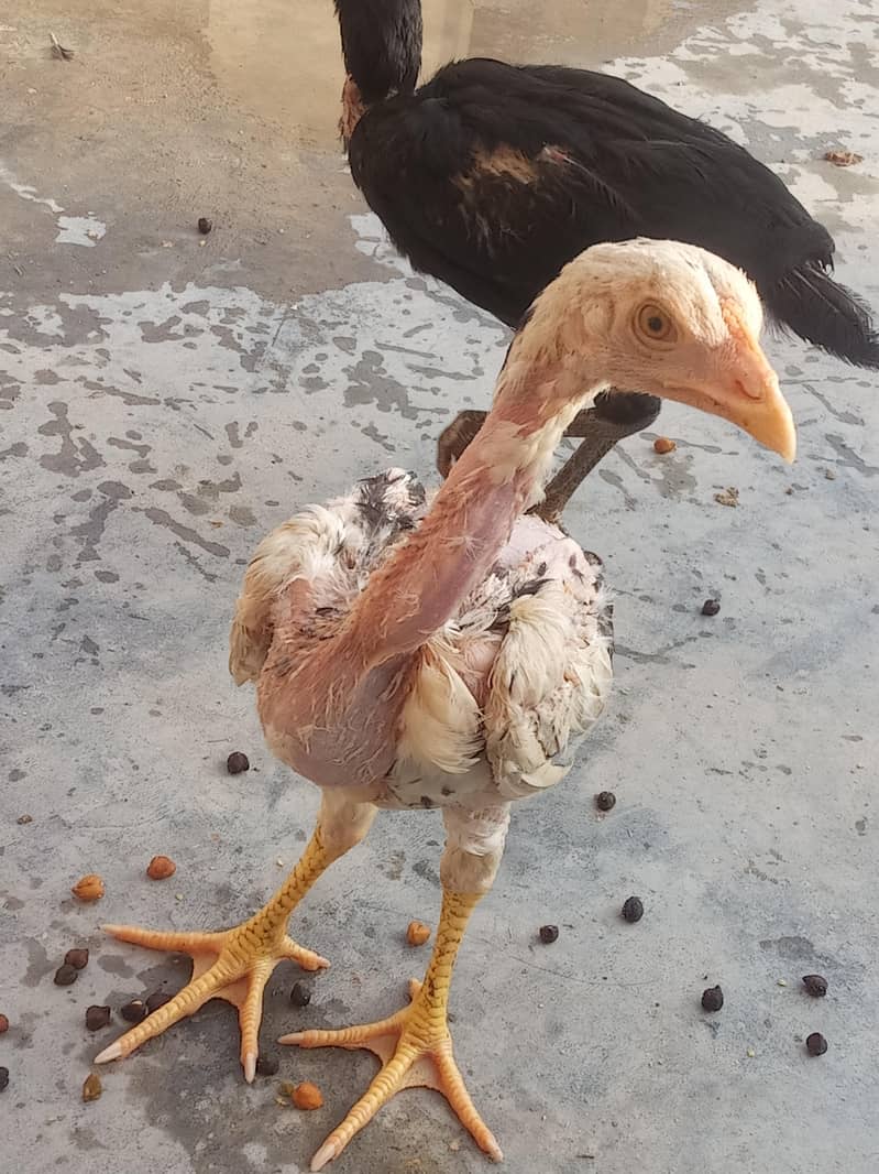 chicks 1