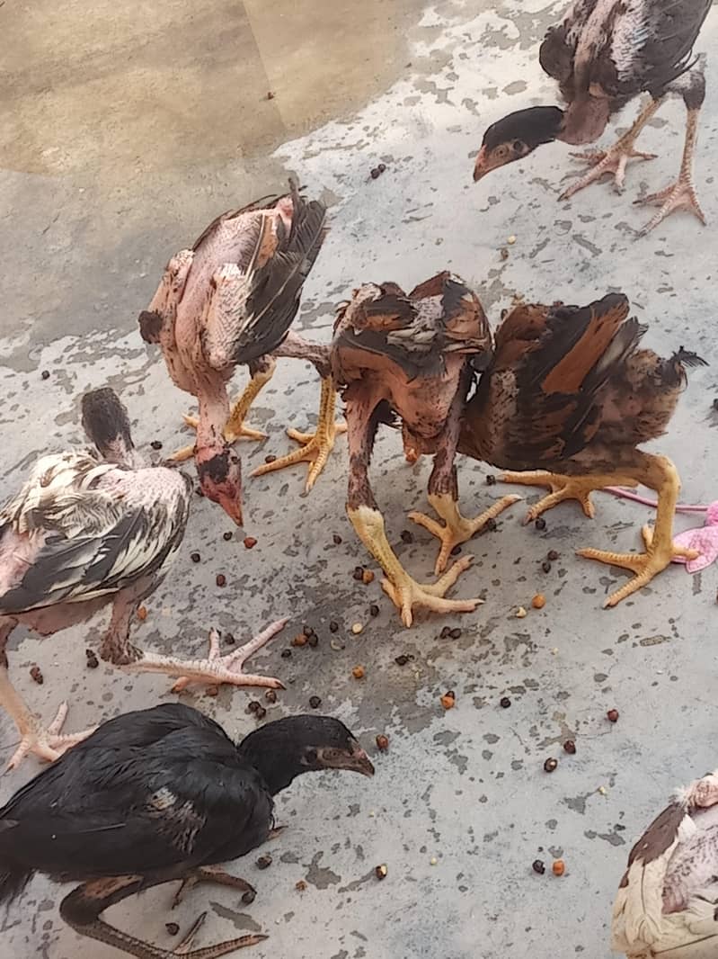 chicks 3