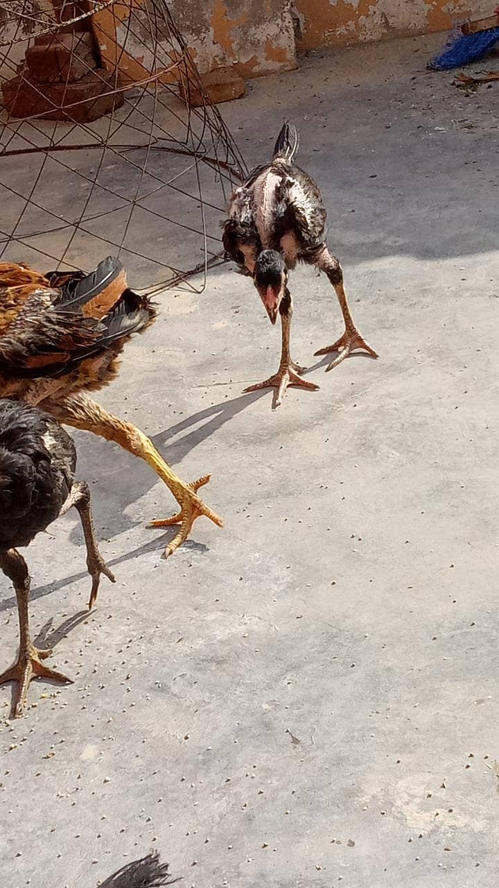 chicks 4