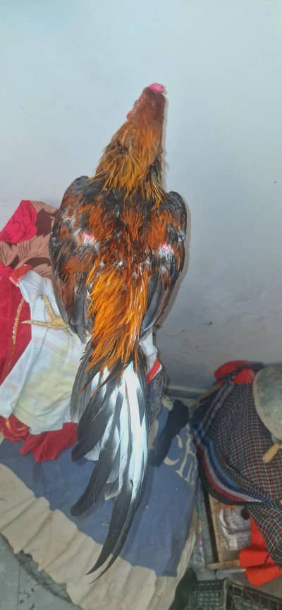 murga asel mia wali