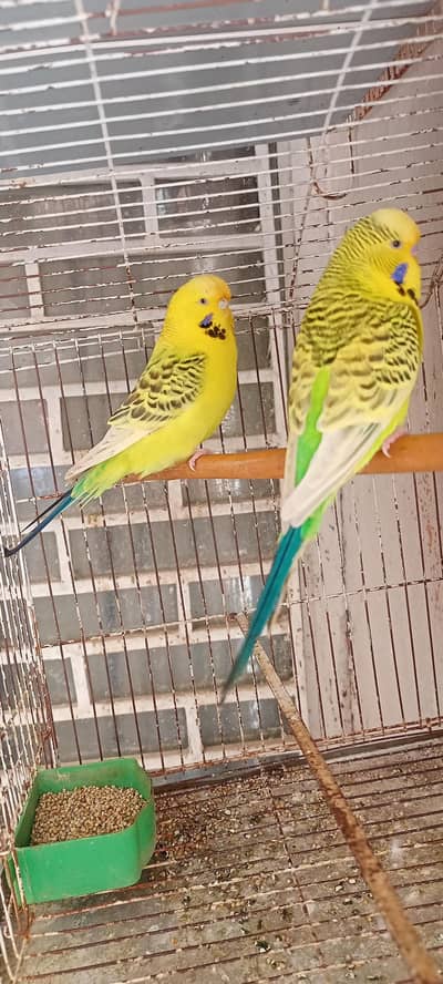 TCB Exhibition Australian Parrots Budgies Breeder Pairs.