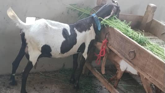 bakri for sell