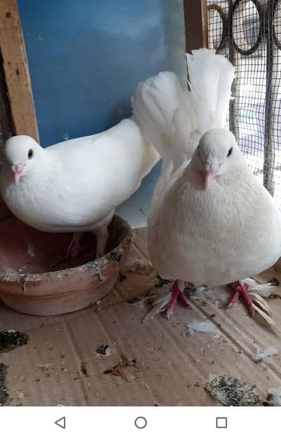 pigeon exchange possible