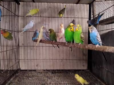 budgie's for sale