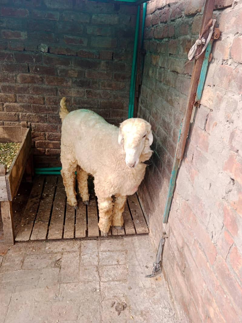 Goats 0