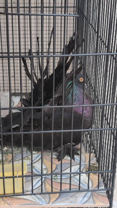 all breader pair for .  sale urgent   .  chaska waly door rjy