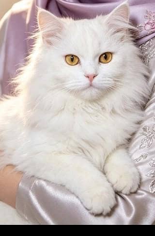 Persian Male cat for sale