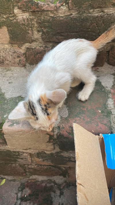 kitten for sale