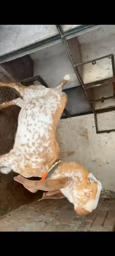 Goat / Makhi Chena Bakra / Breeder