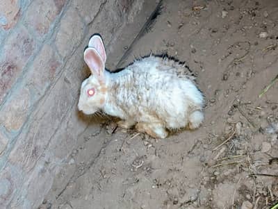 pure white red eyes rabbit pair and black white female rabbit