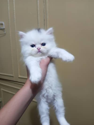 5 Persian kitten