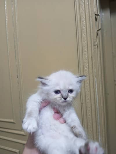 Persian kittens | Ragdoll kittens | piki face | cat | kittens