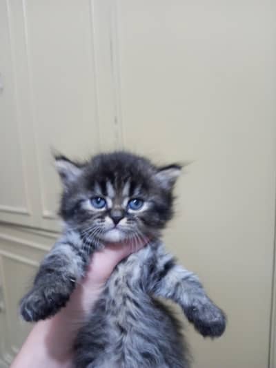 Persian kittens | Ragdoll kittens | piki face | cat | kittens