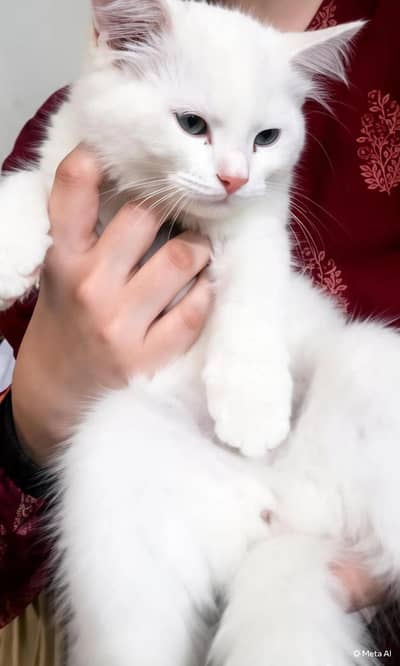 3 month cute kitten