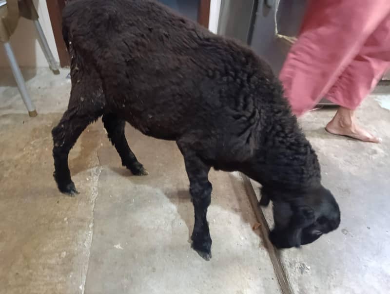 Black Dumba 0