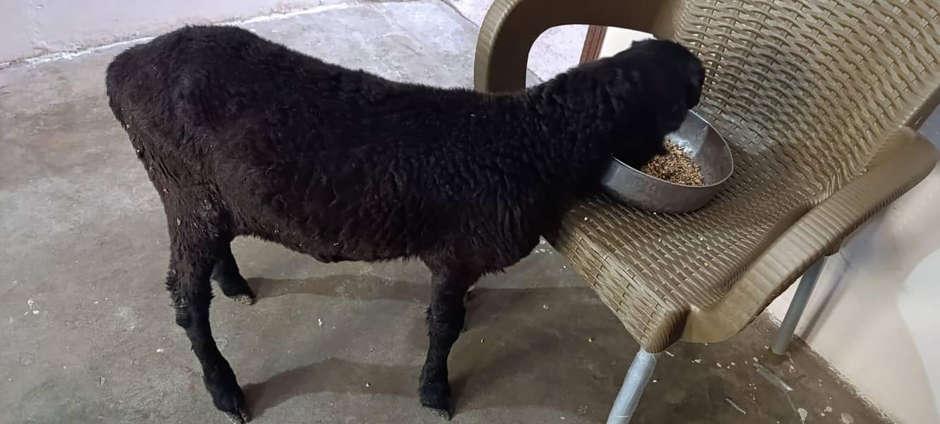 Black Dumba 1