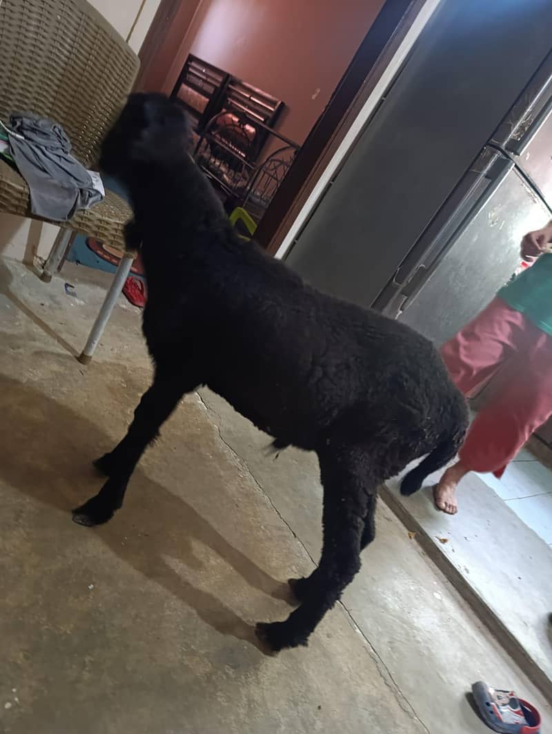 Black Dumba 2