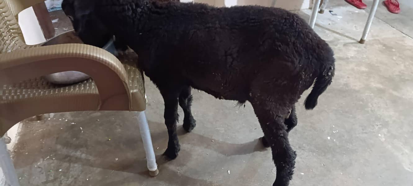 Black Dumba 3