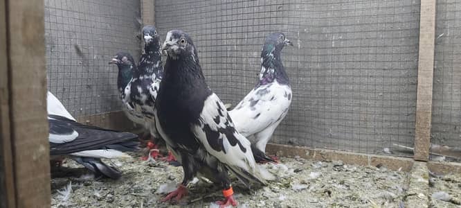 Rampuri kasoori sailkoti joro walay kabotar For sale.