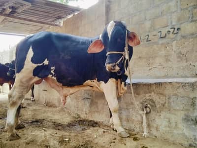 cow for sale