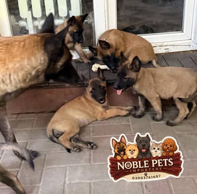 BELGIAN SHEPHERD, PEDIGREED PUPPIES AVAILABLE FOR IMPORT
