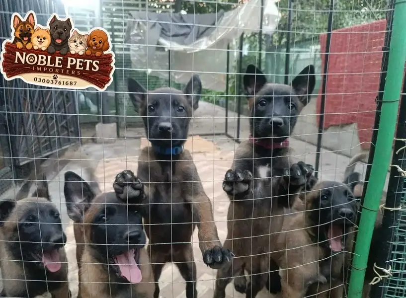 BELGIAN SHEPHERD, PEDIGREED PUPPIES AVAILABLE FOR IMPORT — photo 2