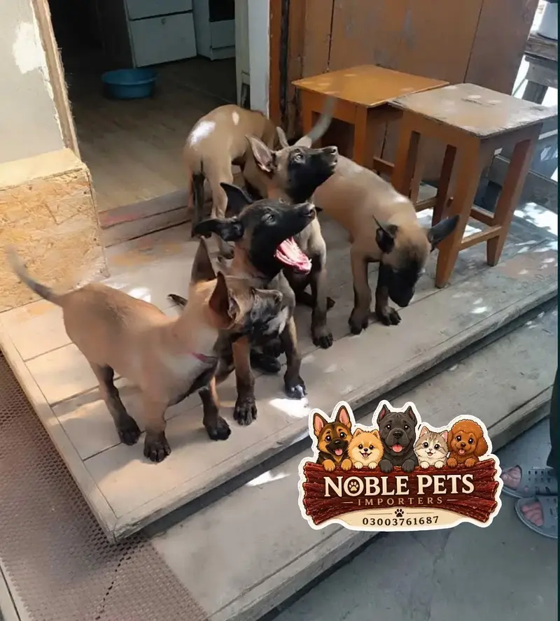 BELGIAN SHEPHERD, PEDIGREED PUPPIES AVAILABLE FOR IMPORT — photo 3