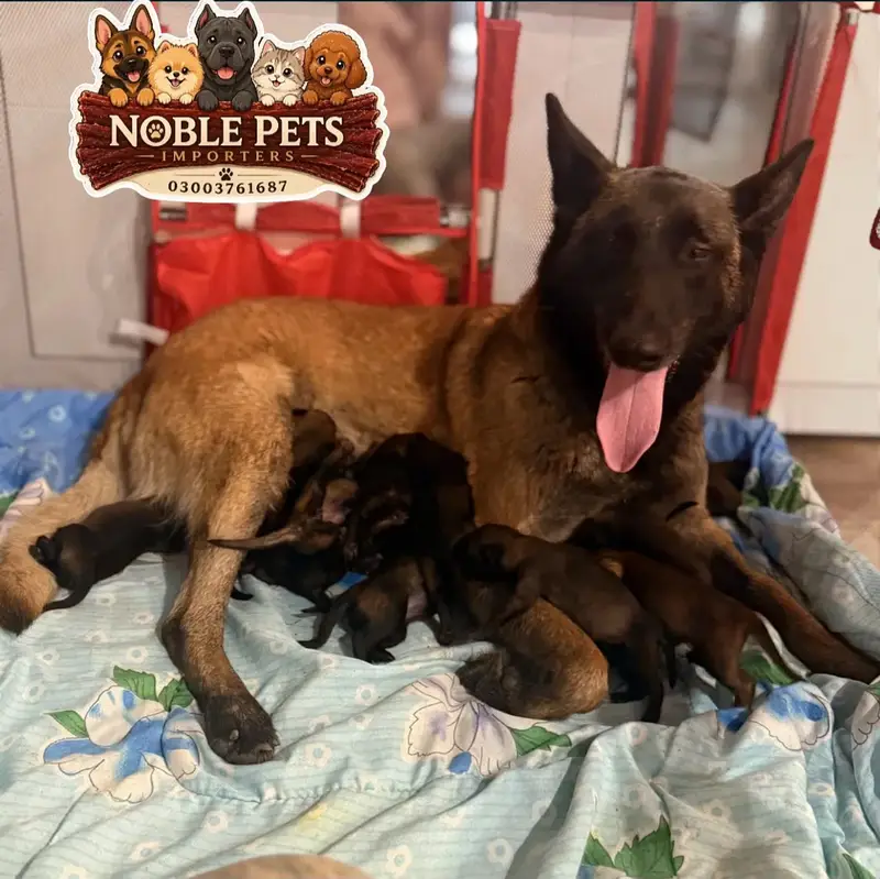 BELGIAN SHEPHERD, PEDIGREED PUPPIES AVAILABLE FOR IMPORT — photo 4