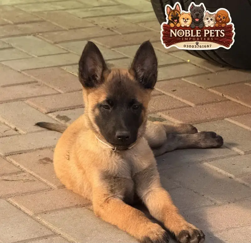 BELGIAN SHEPHERD, PEDIGREED PUPPIES AVAILABLE FOR IMPORT — photo 5
