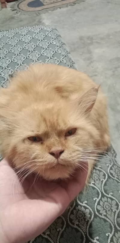 Persian cat