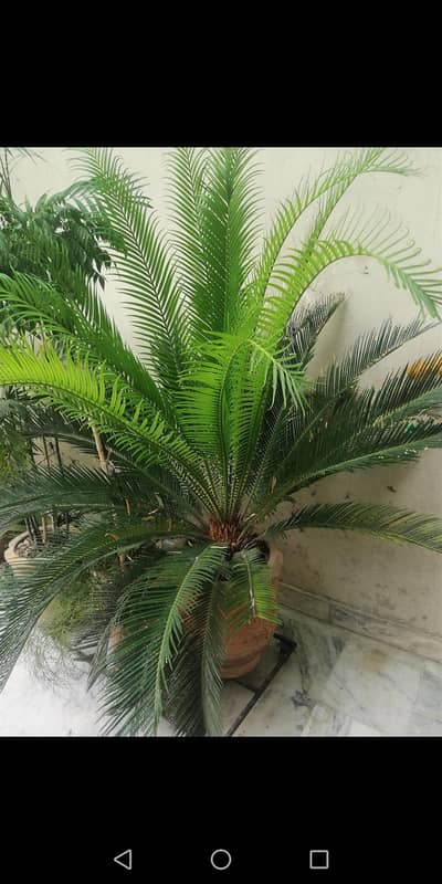 indoor plants for sale