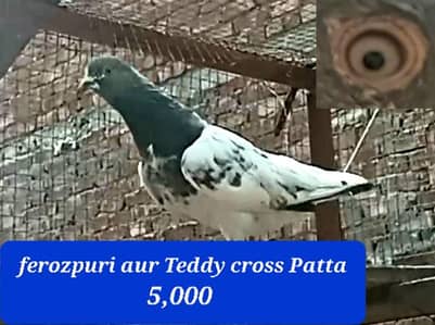 Teddy ferozpuri Cross patha
