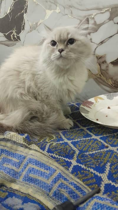 TRIPLE COATED HIMALAYAN CAT