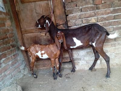 Beetal goat with one female kid