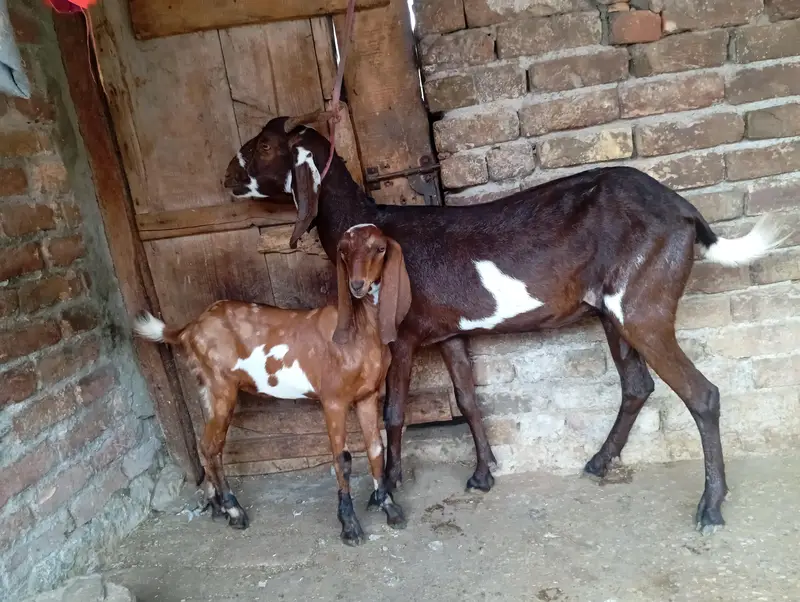 Beetal goat with one female kid — photo 3
