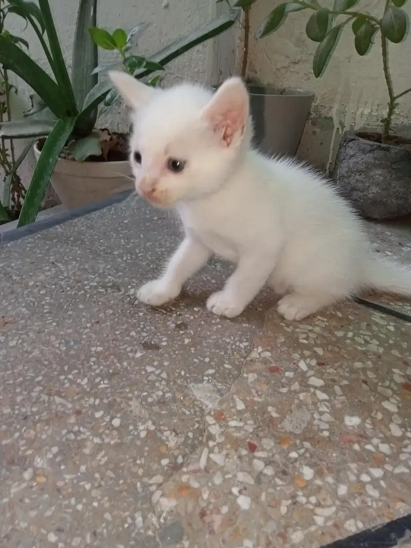 Persian grey eyes kitten — photo 3