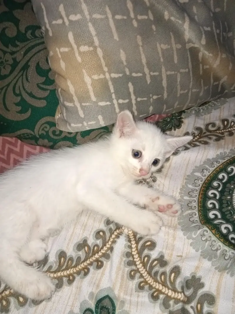 Persian grey eyes kitten — photo 4