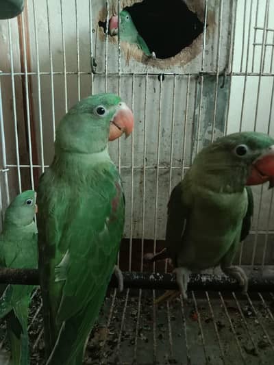 Baby Raw Parrot 5 Month Available