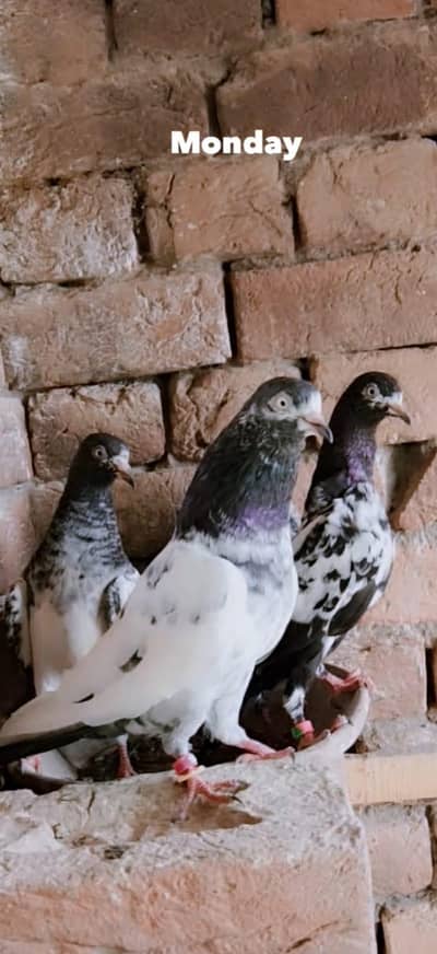 pure teddy white eyes nar for sale