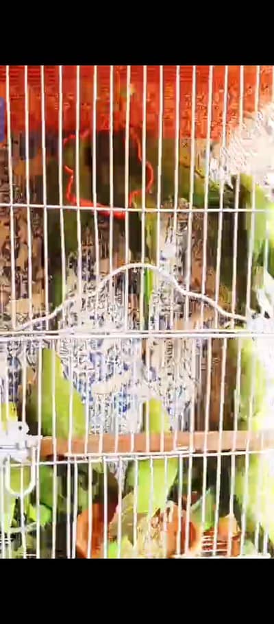 Green Ringneck Pati