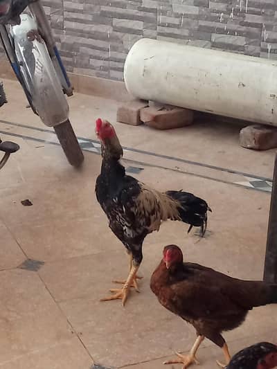 Aseel for sale