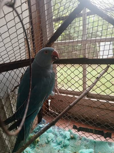 blue ring neck parrot for sale