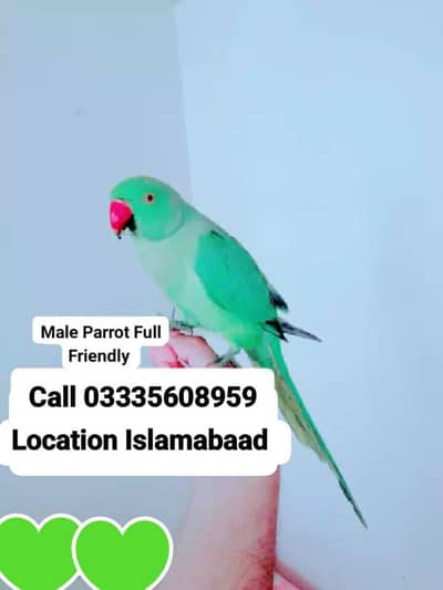 Hand Tamed Full Friendly Green Ring Neck Male Parrot Jumbo Size