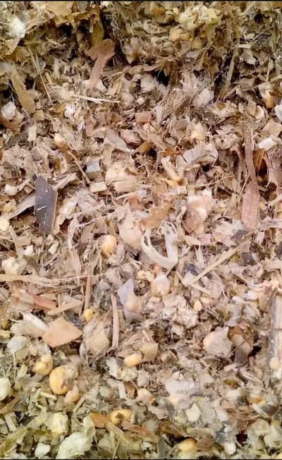 bahayar silage 03248406032