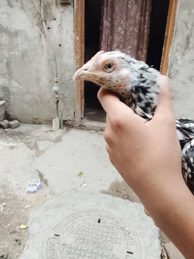 aseel pure miawali