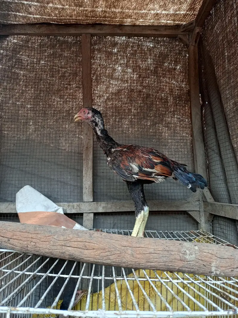per piece chicks only price 10000 — photo 3