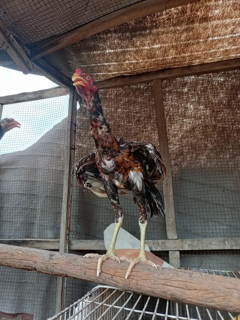per piece chicks only price 10000 — photo 4