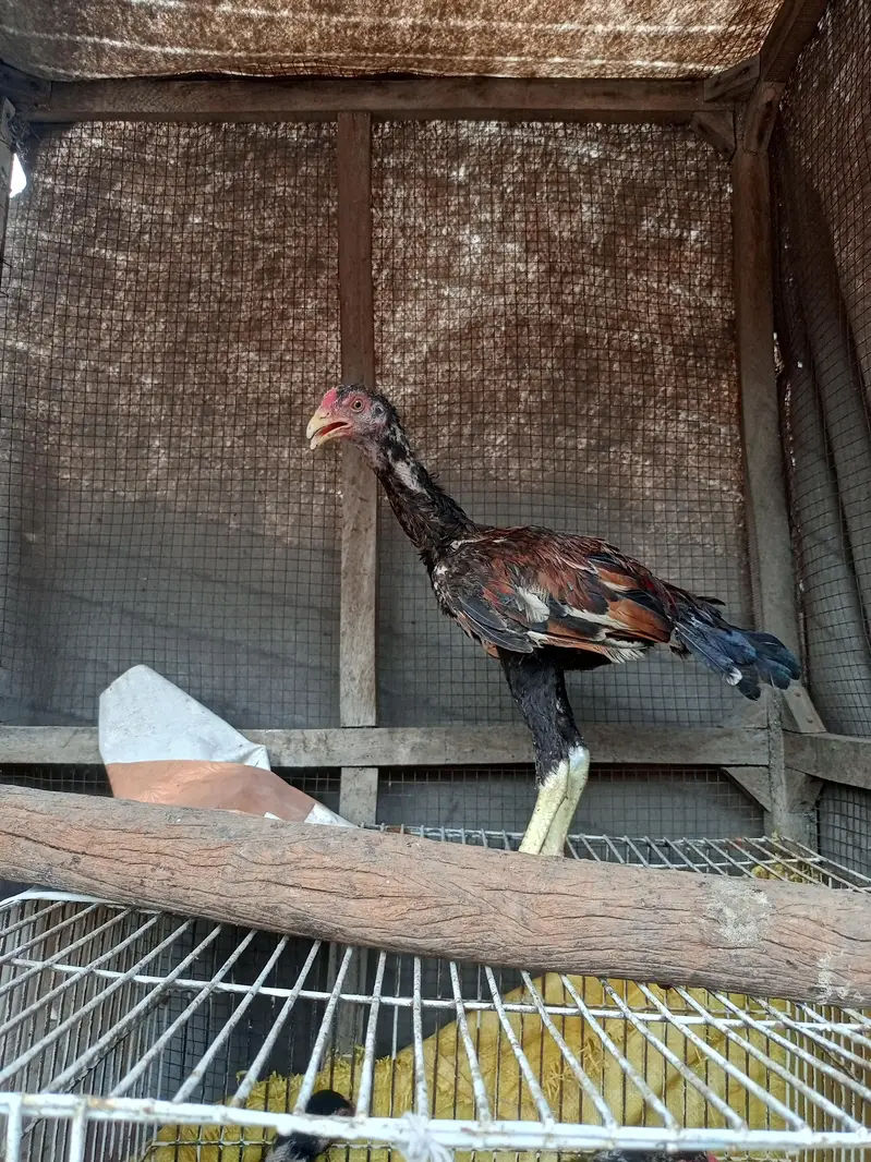 per piece chicks only price 10000 — photo 5