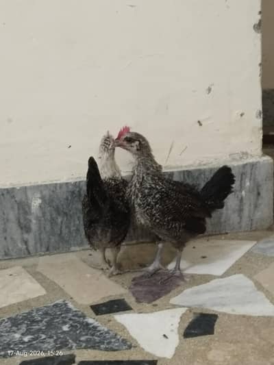 Pure Egyptian Fyeumi and Golden Missri Healthy and Active Chicks