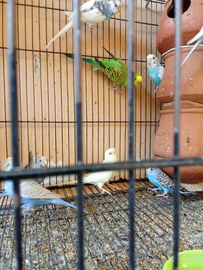 bajri parrot